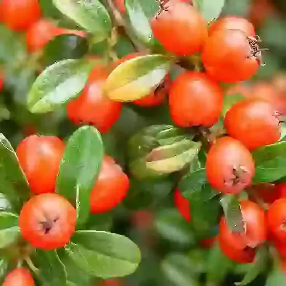 Cotoneaster Coral Beauty